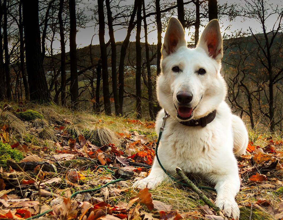 Čípová (14)